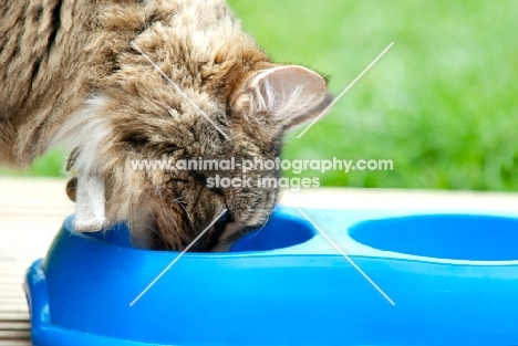 cat eating from a blue bowl