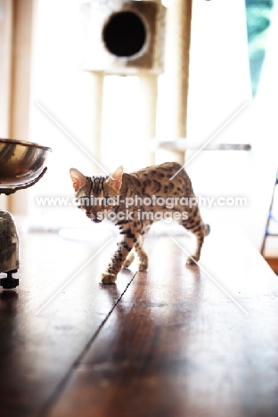 bengal cat walking on table