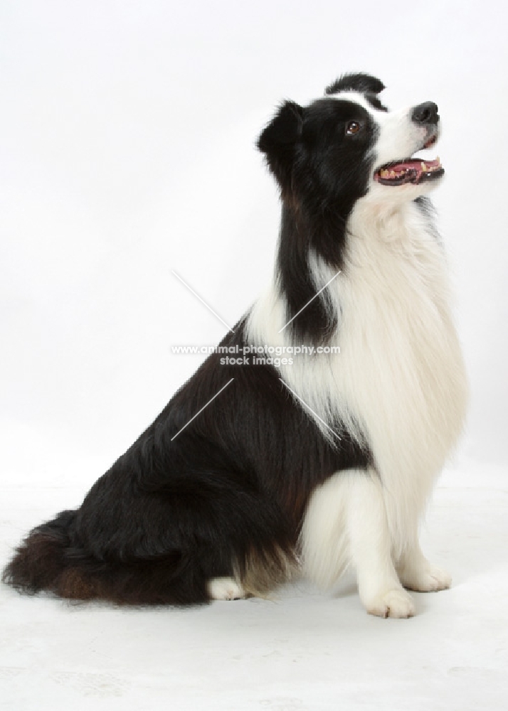 Australian Champion Border Collie, sitting down