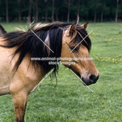 Dulmen pony head and shoulders 