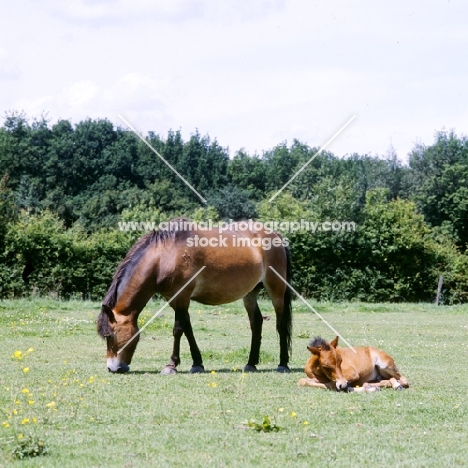 Exmoor mare with her foal