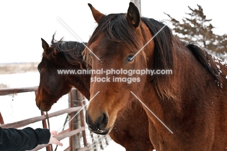 brown Morgan horses