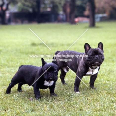 two french bulldogs