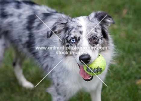 Blue merle Australian Shepherd with tennis ball in mouth.