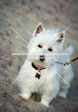 West Highland White Terrier