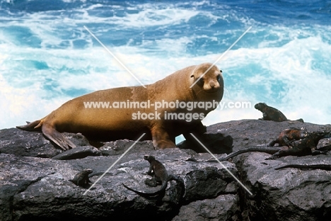 galapagos sea lion on hood island, with marine iguanas