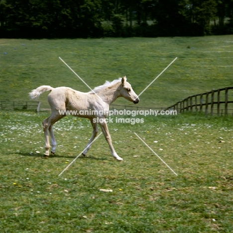 young palomino foal trying out its legs (breed and colour to be confirmed) 