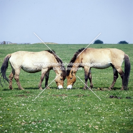 two przewalski's horses at whipsnade posing as mirror images
