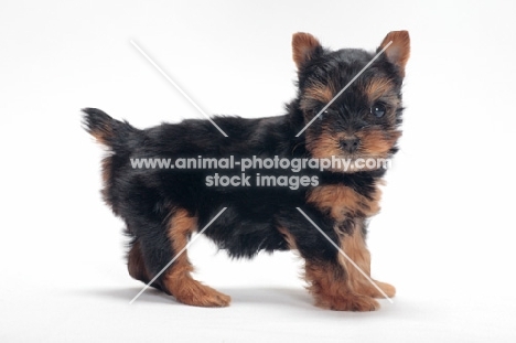 cute Yorkshire Terrier puppy on white background, side view