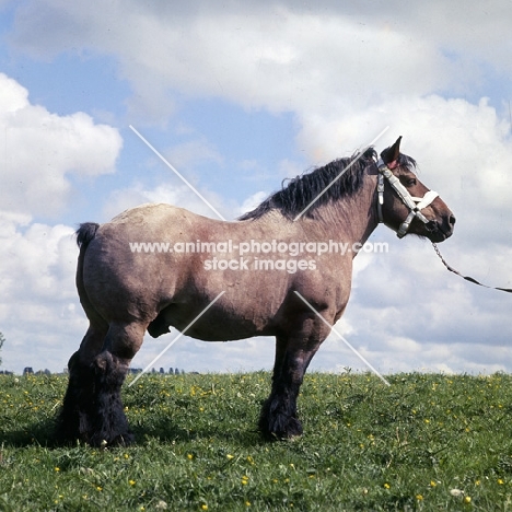 Avenir de Latour, Ardennais stallion