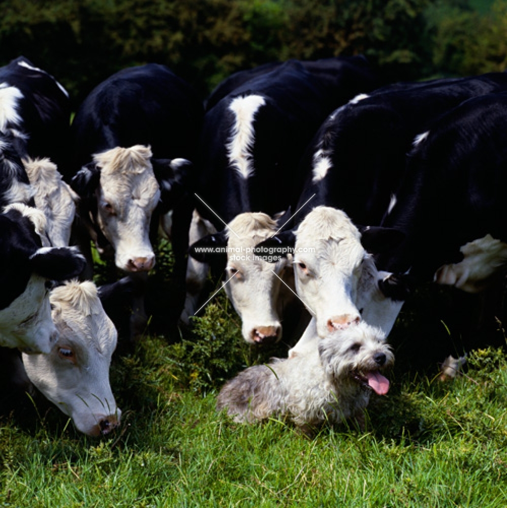 glen of imaal terrier sitting, watched by  a herd of cattle