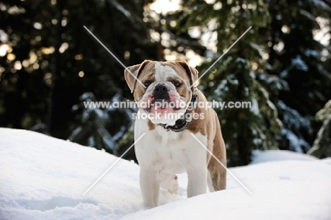 Old English Bulldog front view in winter