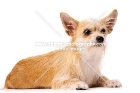 Sand coloured Chihuahua cross Yorkshire Terrier, Chorkie, isolated on a white background