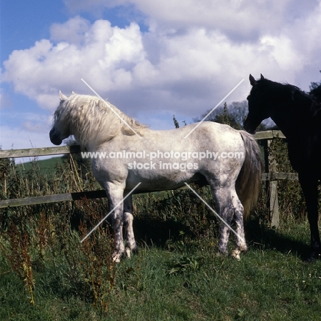 Connemara stallion looking across field