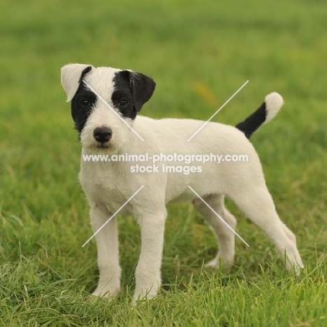 young Jack Russell Terrier