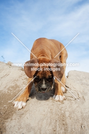 Boxer puppy trying to get down