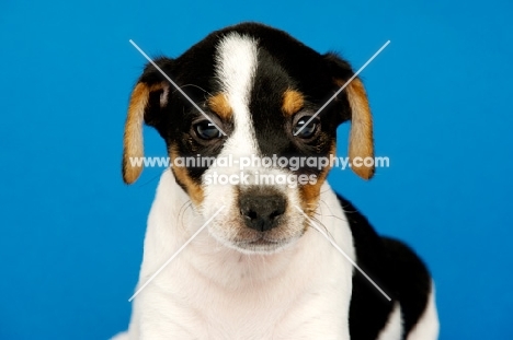 Jack Russell puppy isolated on a blue background