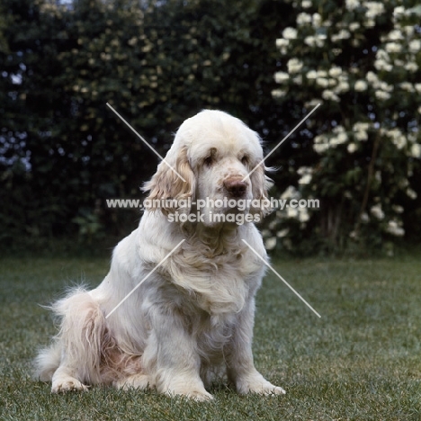 ch anchorfield bonus,  clumber spaniel sitting 