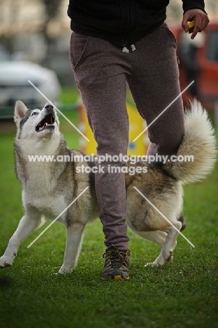 alaskan malamute mix slaloming between the trainer's legs