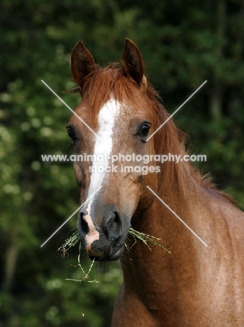 Polish Arab chewing grass