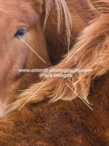 Suffolk Punches, close up