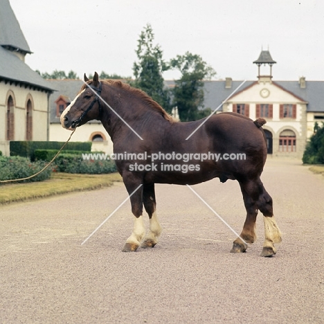 Notaire, Breton, trait postier Breton lourd