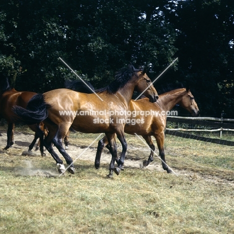 oldenburg mare and foals in a paddock