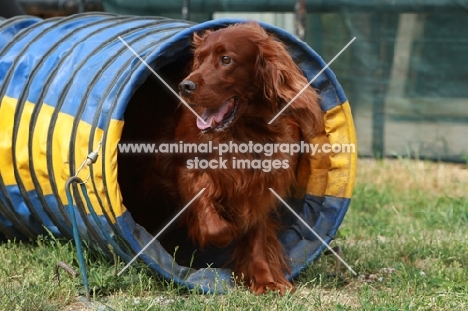 Irish Setter running though tube