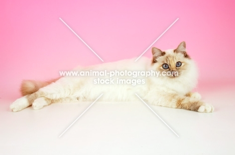 blue tortie Birman lying on pink background