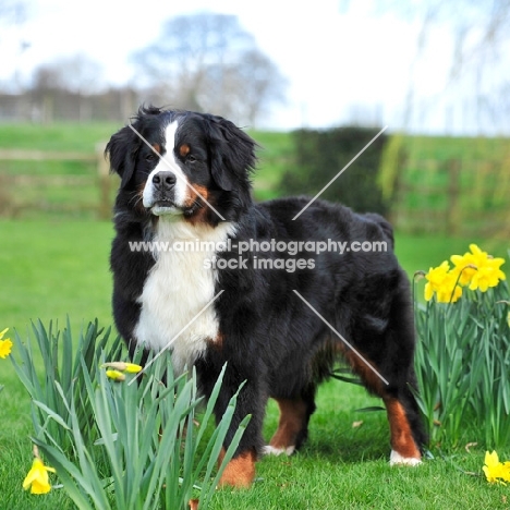 Champion Bernese Mountain dog