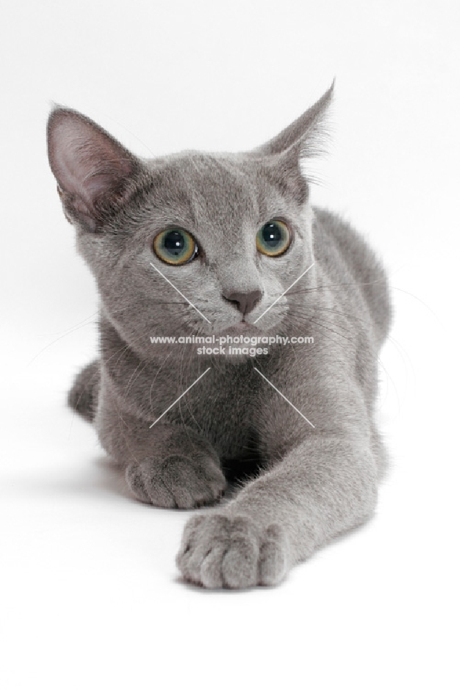 Russian Blue, female cat, lying down