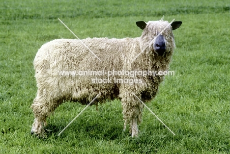 wensleydale sheep not in full fleece