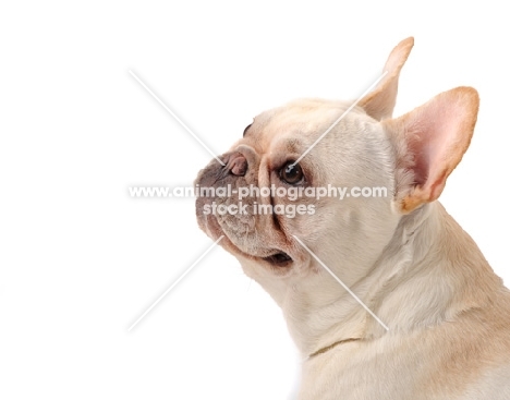 cream French Bulldog portrait