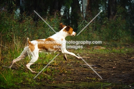 Brittany Spaniel running