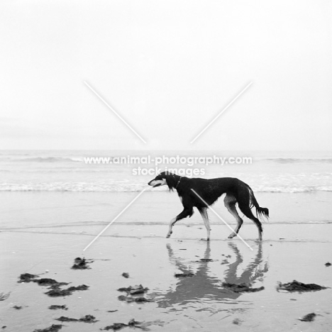 ch burydown hephzibah, saluki walking on beach