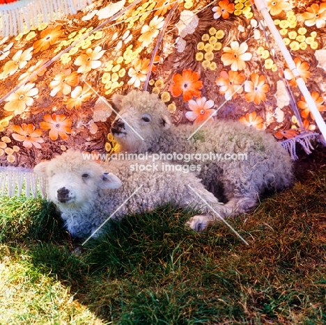 two lambs resting underneath a parasol