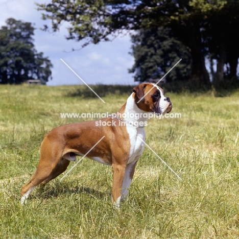 ch summerdale defender, boxer born 1962 standing in a field