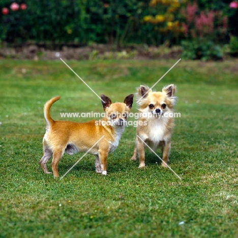 two champion chihuahuas standing on grass