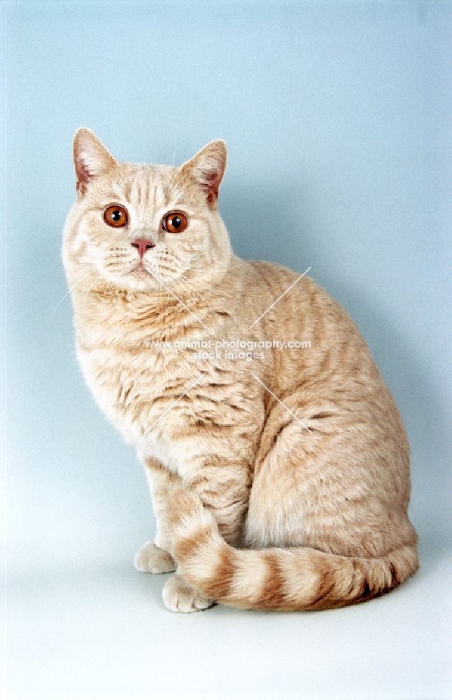 cream British Shorthair cat, sitting down