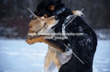 czechoslovakian wolfdog cross and dobermann cross playing fight in the snow