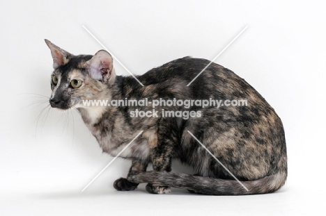 Oriental Shorthair crouching, black smoke tortie colour