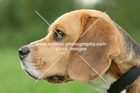 Beagle profile, blurred background