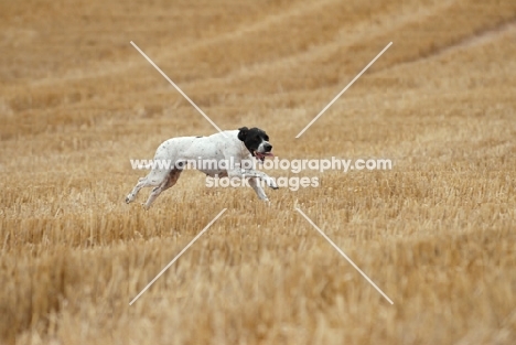 champion pointer running in full speed at field trial