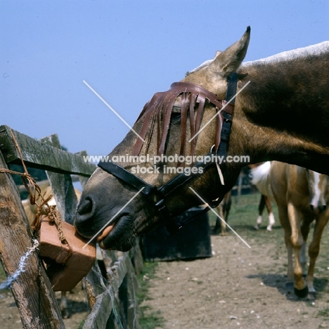 cob licking salt lick wearing fly fringe