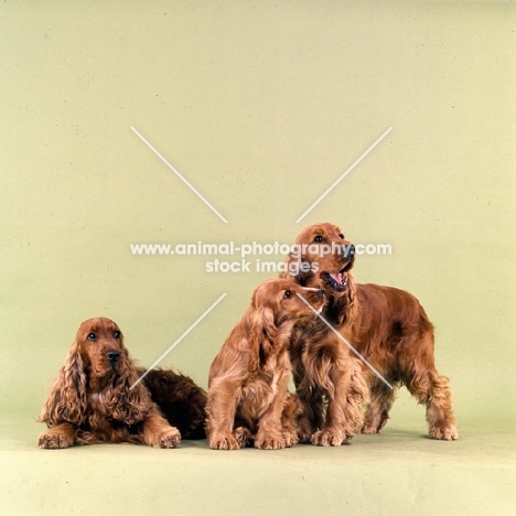 family of english cocker spaniels in a studio