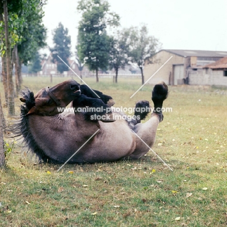 Belgian heavy horse rolling, on its back