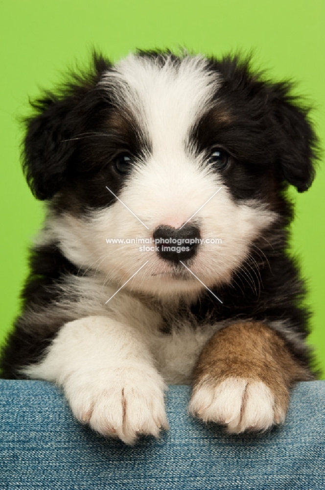 Bearded collie dog on a green background