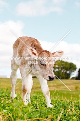 Swiss brown calf