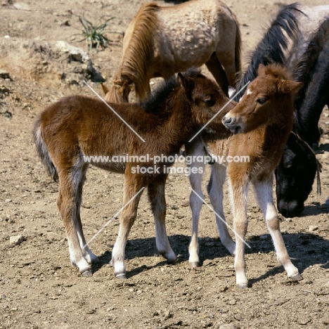 skyros pony foals and mares  on skyros island, greece