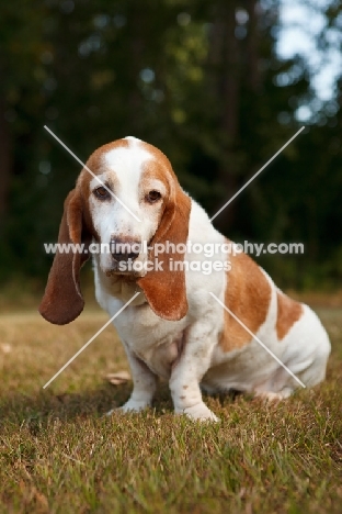 Basset Hound sitting down on grass